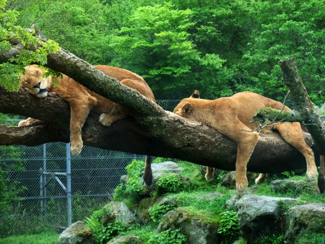 木の上で昼寝するライオン